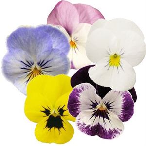 Afbeelding van Viola P9 kleinbloemig divers